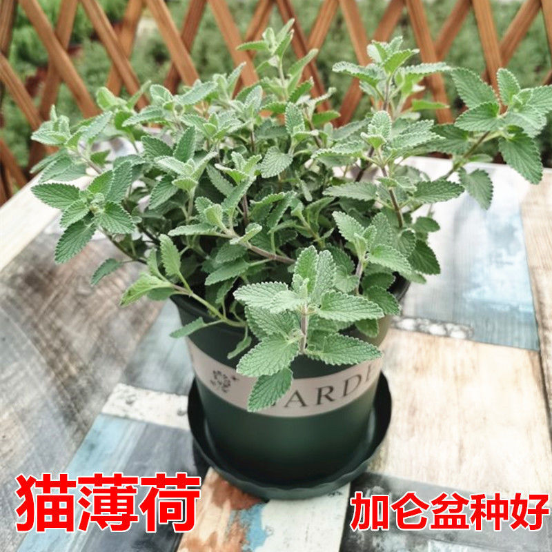 Mint potted mosquito repellent green plant flower seedlings lemon…