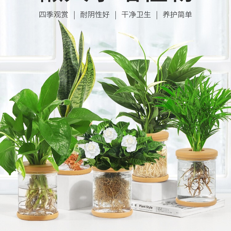 Hydroponic Potted Plants, Green Radish, Gardenia, Office Flowers, Small Green Plants, Easy to Care for in All Seasons, Succulent Water-Cultured Potted Plants