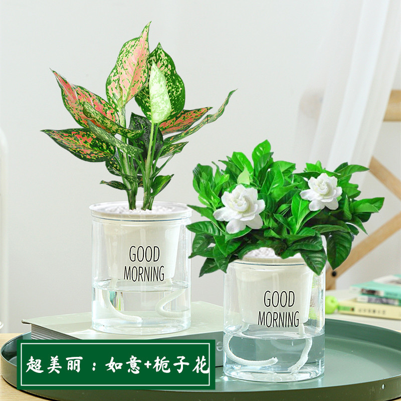 루이 + 치자나무