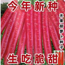 【新种上市】水果胡萝卜的种子生吃甜脆透心红胡萝卜种子萝卜种子