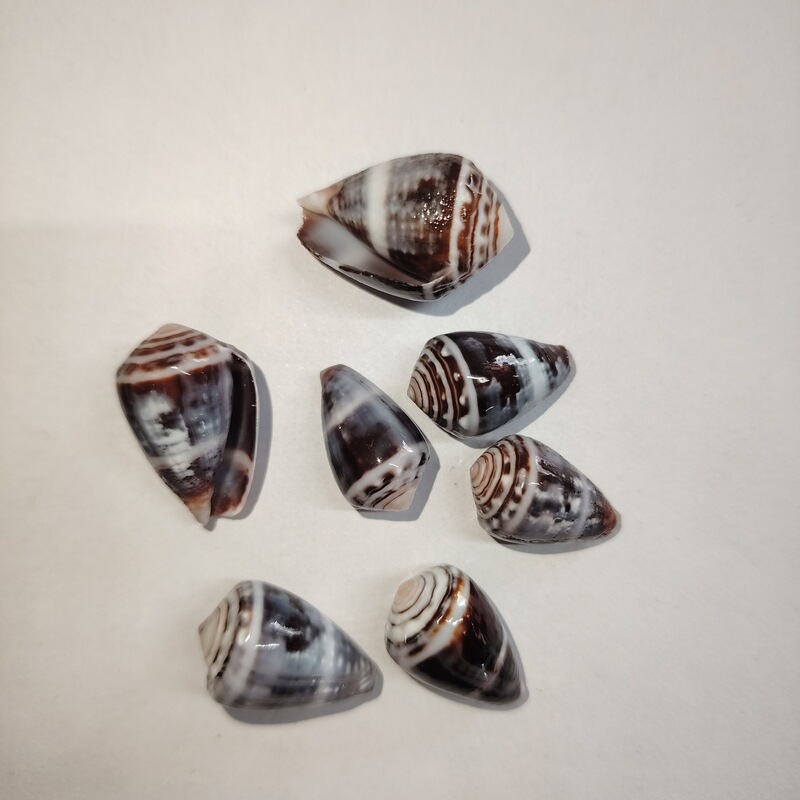 Natural conch shells, small conches, aquarium decoration, terrarium decoration, photography props, and crafts Natural conch shells, small conches, aquarium decoration, terrarium decoration, photography props, and crafts