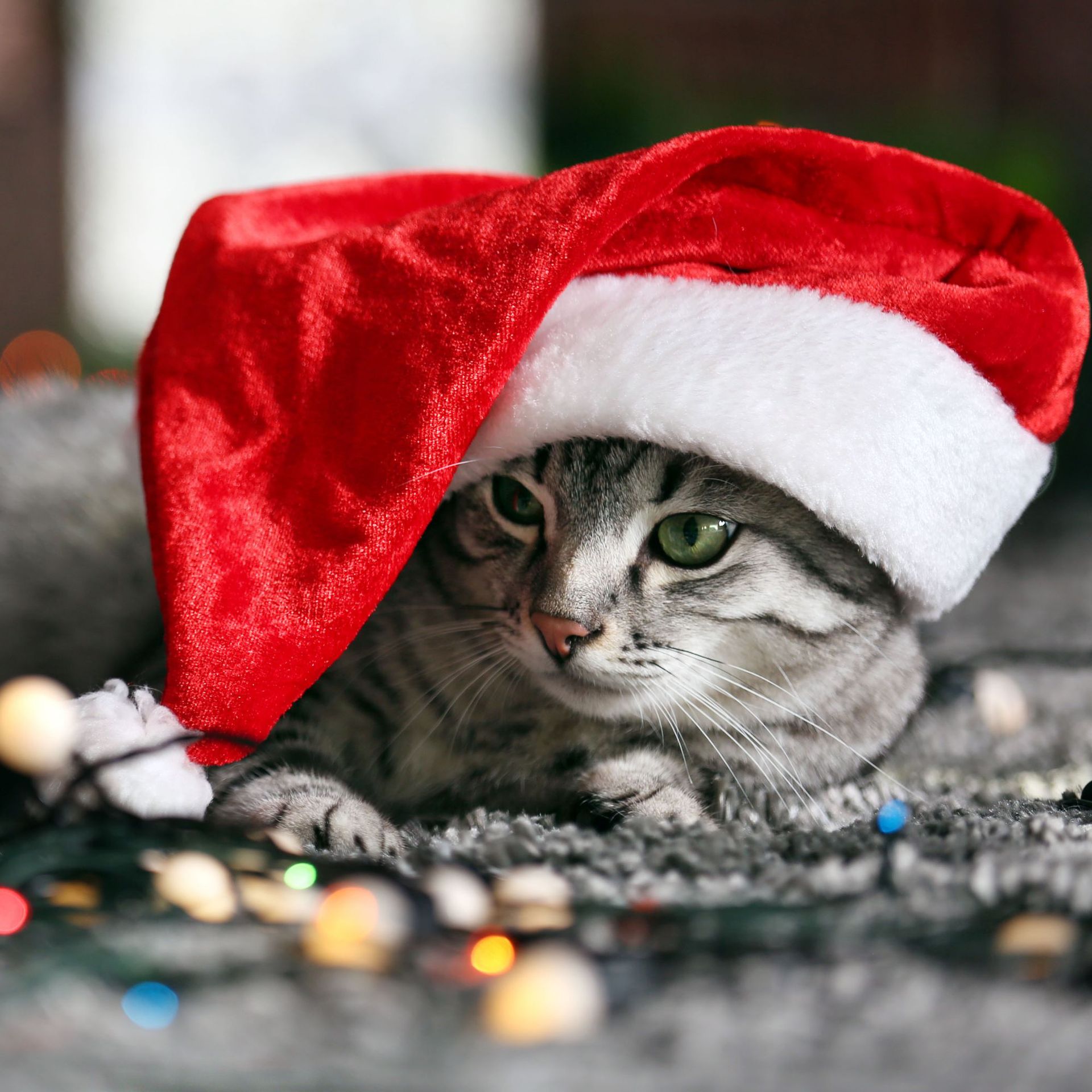 Mascotas transfronterizas sombreros de Navidad rojos perros gatos sombreros rojos mascotas sombreros de Navidad joyas de mascotas sombreros rojos