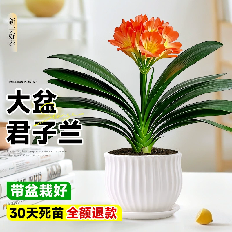 Большой горшок с растением Кливия в горшке с цветочными бутонами, национальное сокровище для дома, супергигант, высококачественный, ценный, легко поддерживать в любое время года.