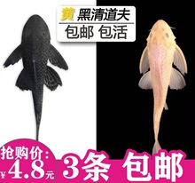清道夫鱼缸清洁工鱼观赏热带淡水冷水专吃垃圾粪便清理藻类金苔鼠