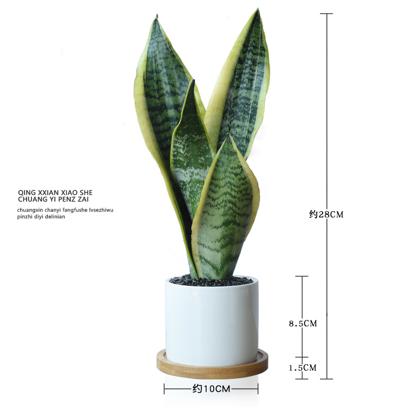 Viento nórdico jade blanco tigre orquídea purificación de aire flor absorción formaldehído planta verde de prevención de la radiación de oficina planta en maceta de sombra