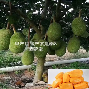 ���}�ۘ���޽�ľ���}���R������1̖�S��̩��8̖�t��̩12����Y��