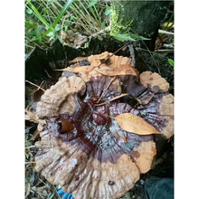 广西纯灵芝紫灵芝黑灵芝林芝野生中等灵芝可切片打粉250g