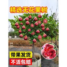 o玧ϷͥԺ̨ˮļNֲش