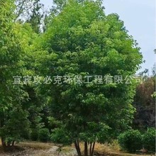 丛生香樟香樟树丛生熟货香樟万亩基地直销工程绿化树市政绿化行道