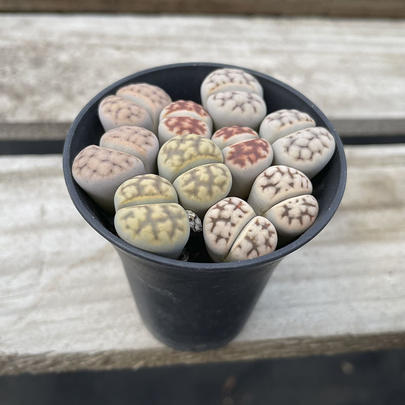 (초특가 상품) 검은색 비엔티안 화분에 이중머리 이끼꽃이 가득합니다. (플라스틱 화분은 배송이 용이합니다.)