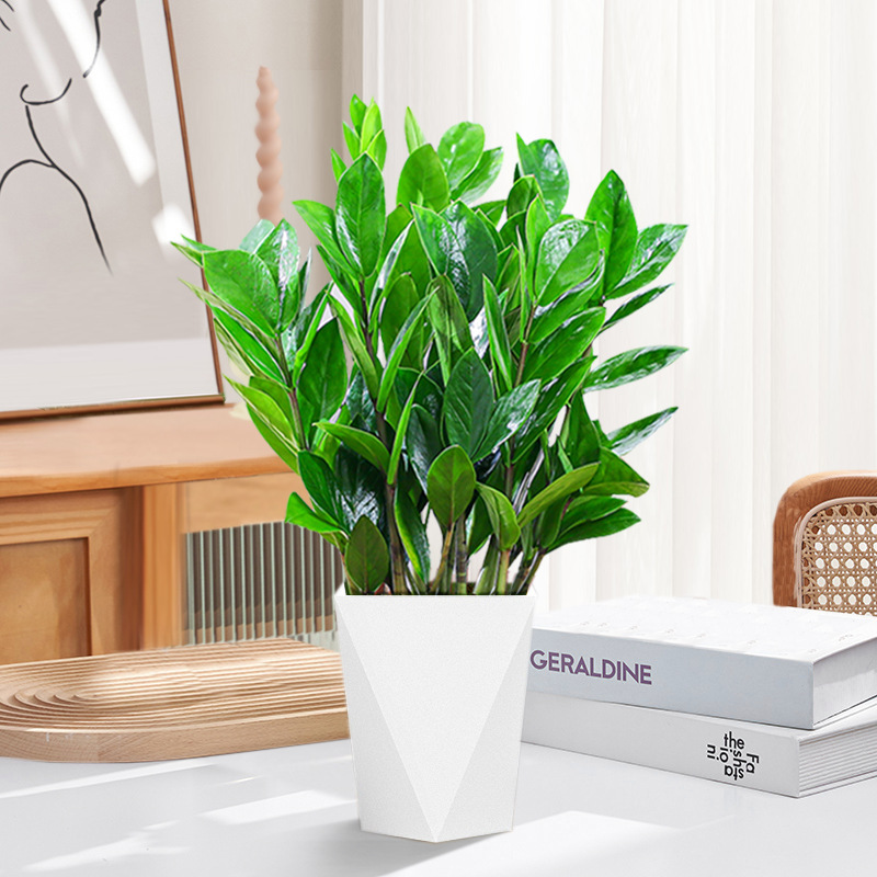 [Nilai tinggi] Uang pohon 30-40cm (pot resin prismatik) pupuk khusus