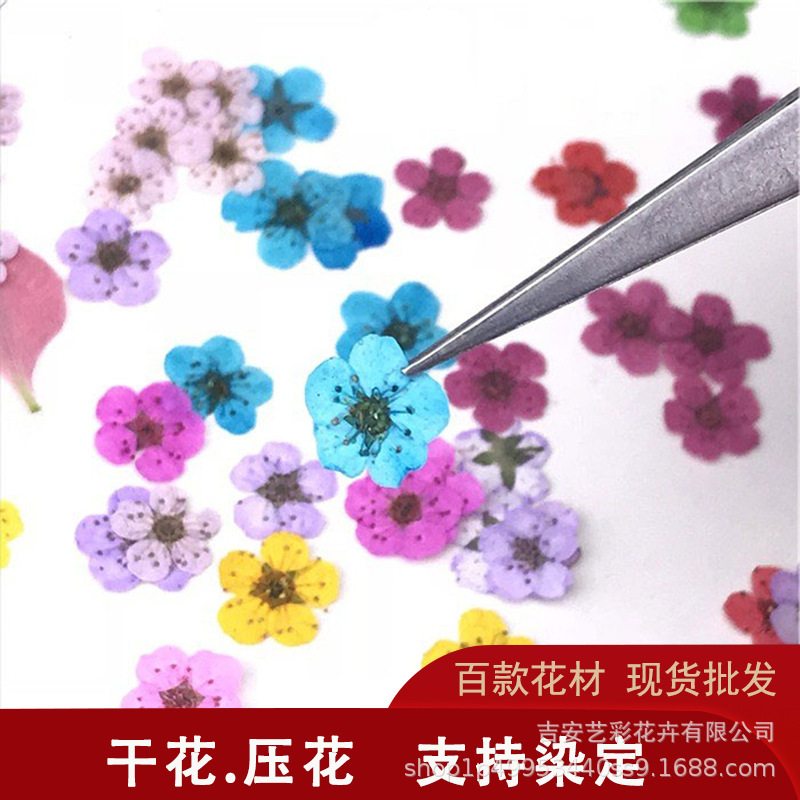 Pearl Plum Dried Flower Embossing Material Embossed Nail Art Photo Frame Face Flower Photo Glue diy Material Package Small Narcissus Pearl Plum Dried Flower Embossing Material Embossed Nail Art Photo Frame Face Flower Photo Glue diy Material Package Small Narcissus