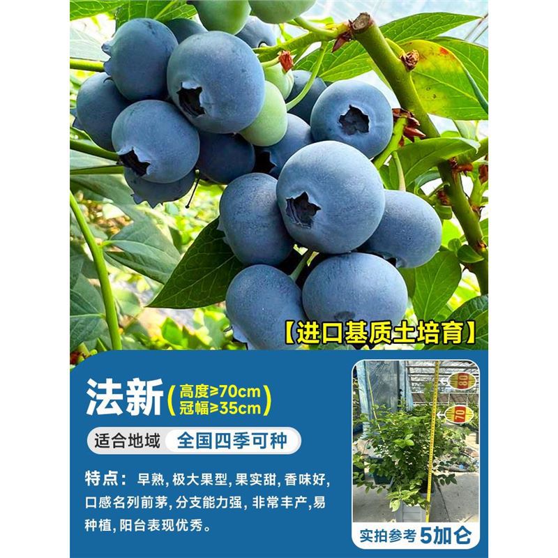 [꽃이 있는 특대 모종] 5갤런 파신(높이 70cm + 크라운 폭 40cm 이상) 수입