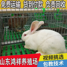 肉兔种兔繁殖快肉质好大型活体肉兔适合圈养笼养新西兰肉兔批发