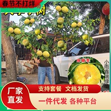 һ�����l�ش�������Ә�����Ʒ�N����Ó�������Ե���ͥԺ�ļ��Nֲ