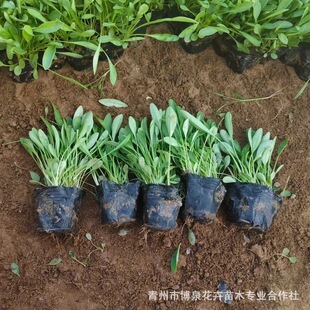 Coreopsis Flower Base Wholesale Large Number of National Day and Mid-Autumn Festival Florals Municipal Construction Perennial Florals Coreopsis