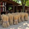 优质竹类竹根金竹鞭烟斗柄茶漏柄DIY原材料竹工艺品厂家批发|ru