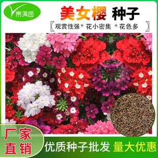 ��Ů�ѻ��N���̨������ɫ÷�N���R�޲��ļ��׻�ֲ�ﻨ�ѻ��ܷN��