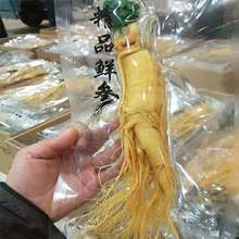【大人参长白山人参保鲜】一等品新鲜野生人参泡酒煲汤批发
