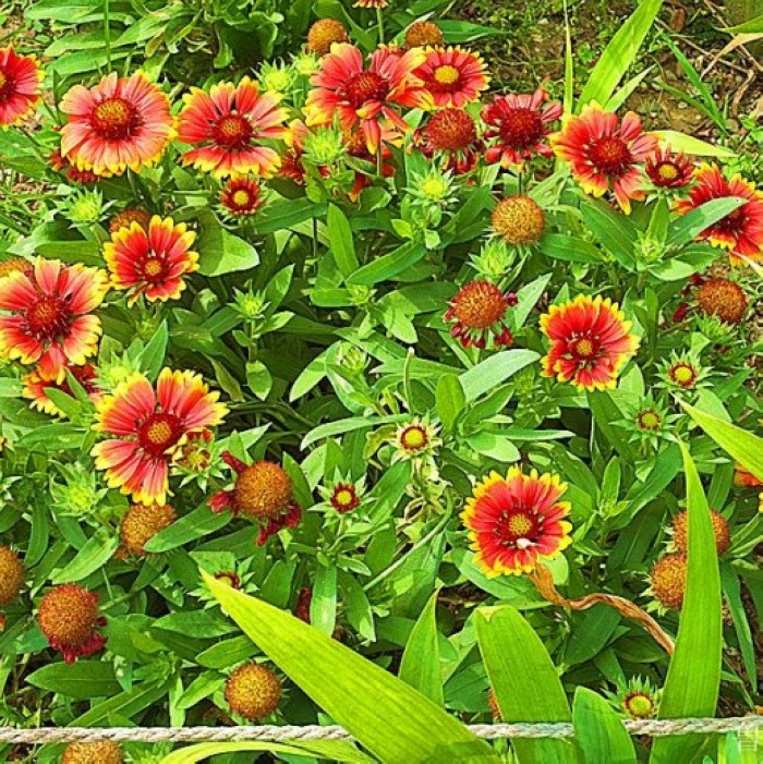 Тяньрен семена хризантемы осенний посев травы Семена цветов морозостойкие многолетние тигровые шкуры семена хризантемы озеленение семена цветов