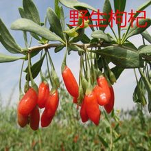 t轘 ϷNֲ̨ͥԺԵ辰 箔Y