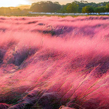 �ݷ���y�Ӳ��ѻ��N����ëâ�ݶ����ͺ��_�����Զ༾ֲ�ﻨ�ܲݻ�