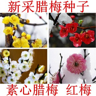 �D÷�N�� ���S���D÷��N�ӹ���÷���~÷����÷��÷�� �t÷���N��