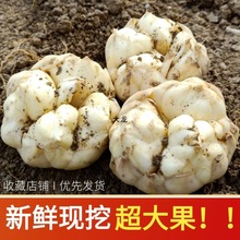 【包邮】龙山新鲜百合现挖药食同源微苦无硫非兰州宜兴甜百合1