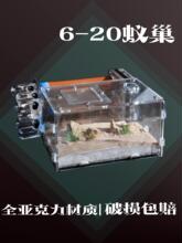 6-20 亚克力试管巢 收获蚁弓背猛蚁树栖蚁巢 新手儿童宠物蚂蚁巢