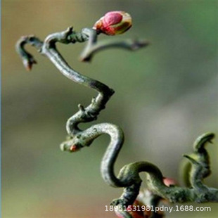 ����÷÷������ԭ���޽��D÷��÷�t÷��ɰ÷ͥԺ�҃����Ի���ֲ��