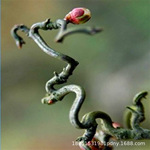 龙游梅梅花树苗原生嫁接腊梅白梅红梅朱砂梅庭院室内盆栽花卉植物