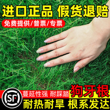 狗牙根草坪草籽带壳种子耐旱寒绿化边坡护坡固土草种籽孑护坡王
