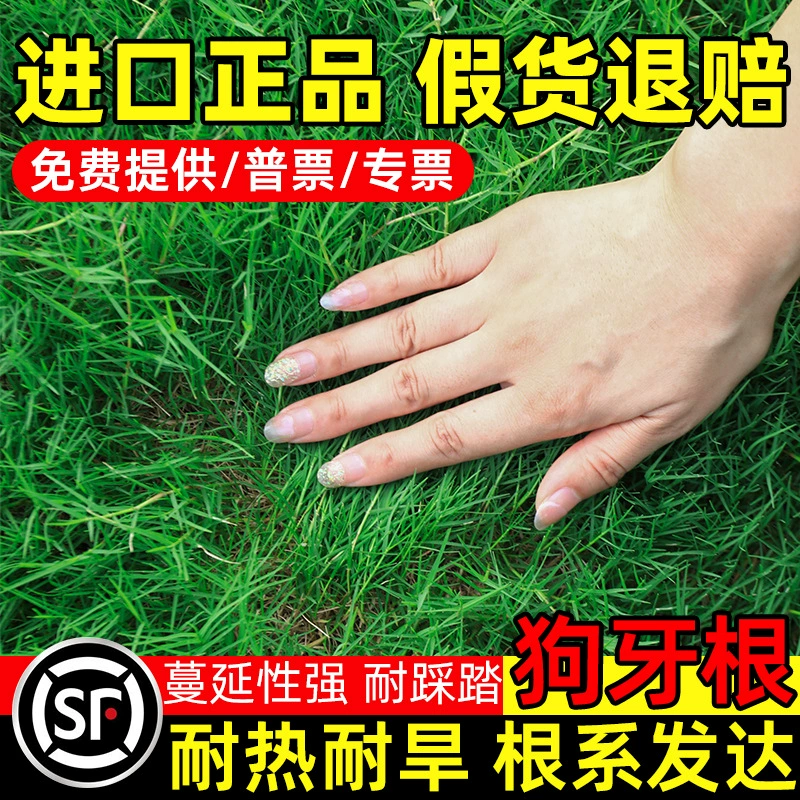 Семена травы «собачий зуб» в кожурах, устойчивые к засухе и холоду, для зеленого озеленения склонов, защиты от эрозии, стабилизации почвы, семена травы, король защиты склонов.