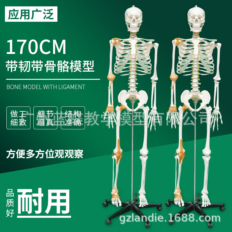 170cm����������ʹ�׵������������� �ʹ� ׵���̼���ģ��