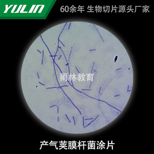Hermetic Air Pod Membrane Rod Bacteria-bound Microbial Specimen Microscope Biological Slicing University Teaching Experimental Instrument Scientific Research