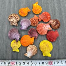 天然彩贝扇贝壳手工幼儿园学校diy装饰摆饰摄影家居水族鱼缸造景