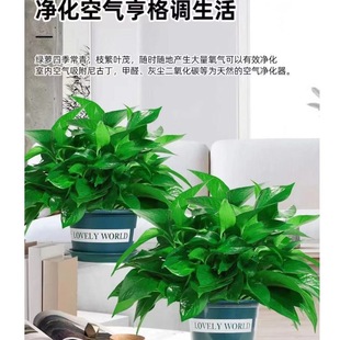 �G�}�����҃��·�����ȩ�Gֲ�����k���Һ��B�͏dֲ���L�ٴ����G�j