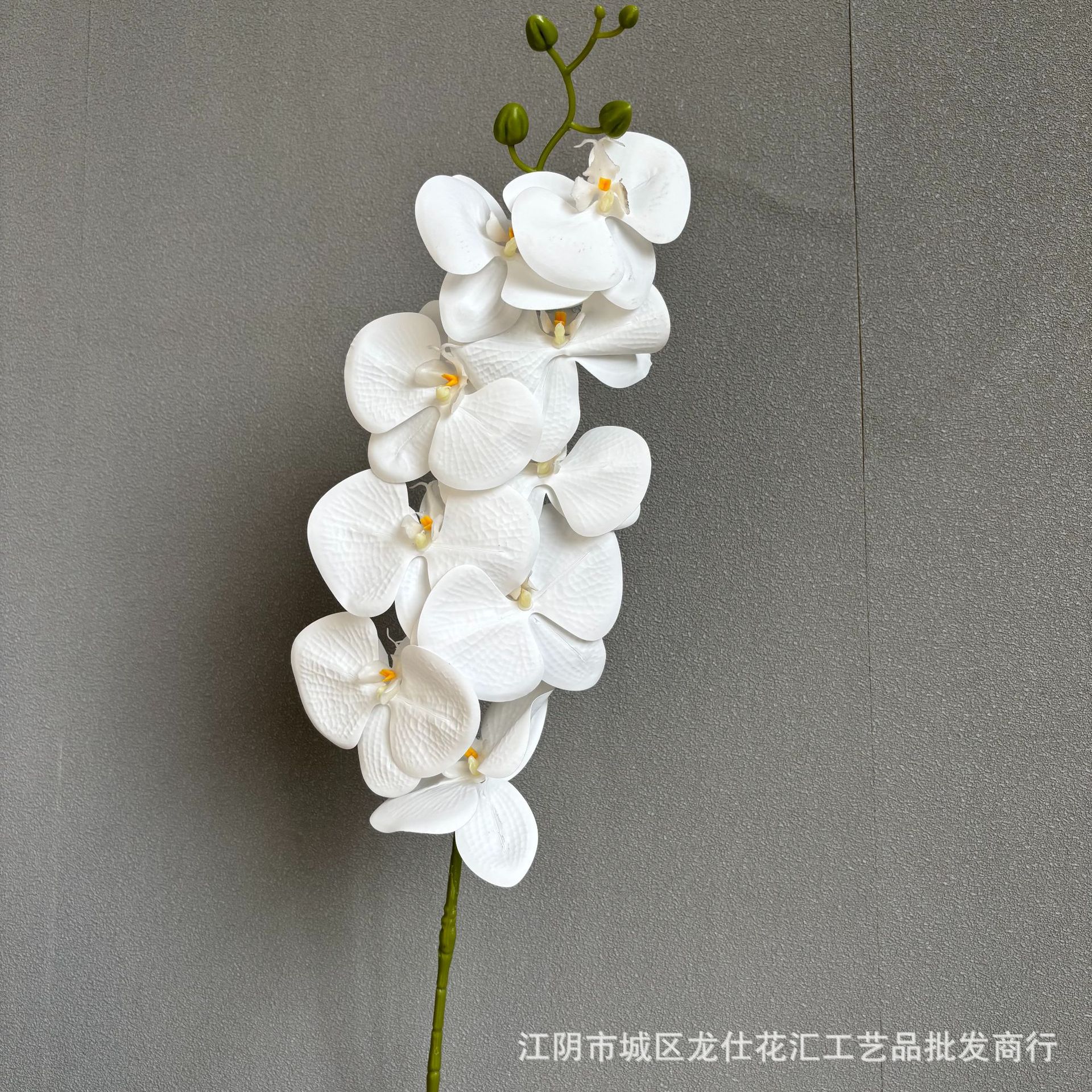 호접란