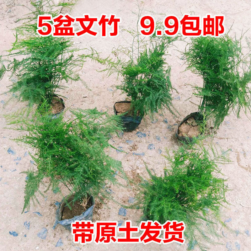 특별 가격 아스파라거스 대나무 화분 5개(작은 화분)에는 뿌리 파우더가 포함되어 있습니다.