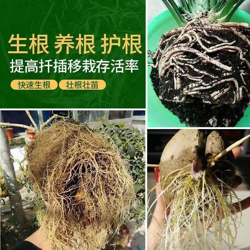 Quick rooting powder plant universal rooting agent for cuttings for…