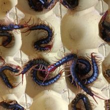 左云土元养殖　广灵土元养殖　浑源土元养殖　阳泉土元养殖