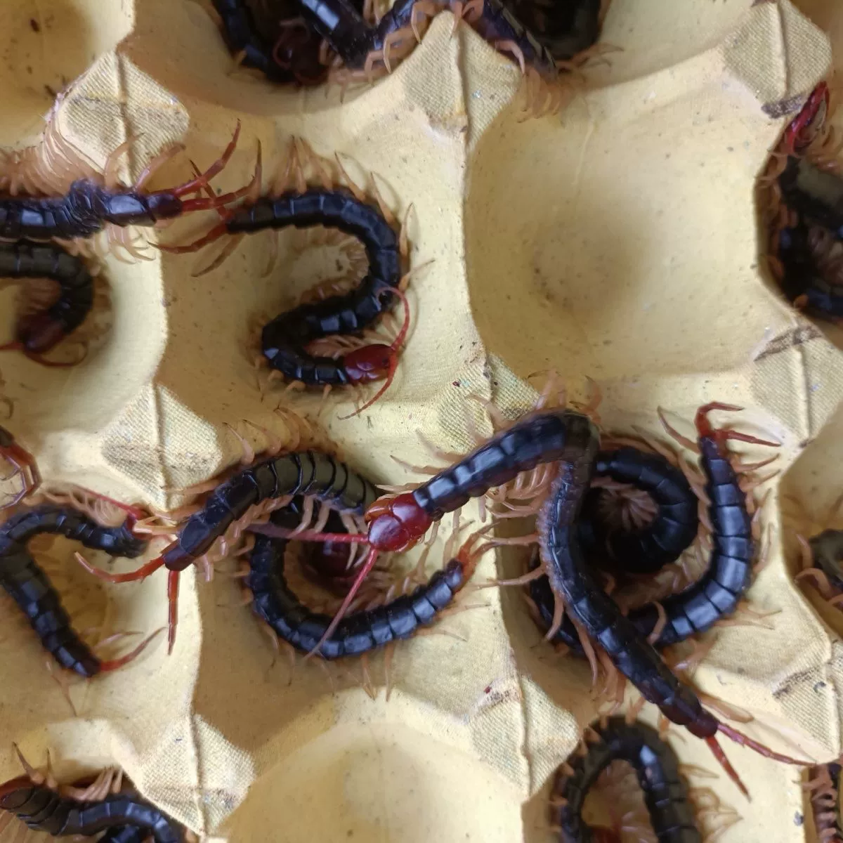 Живой скорпион с красными головами