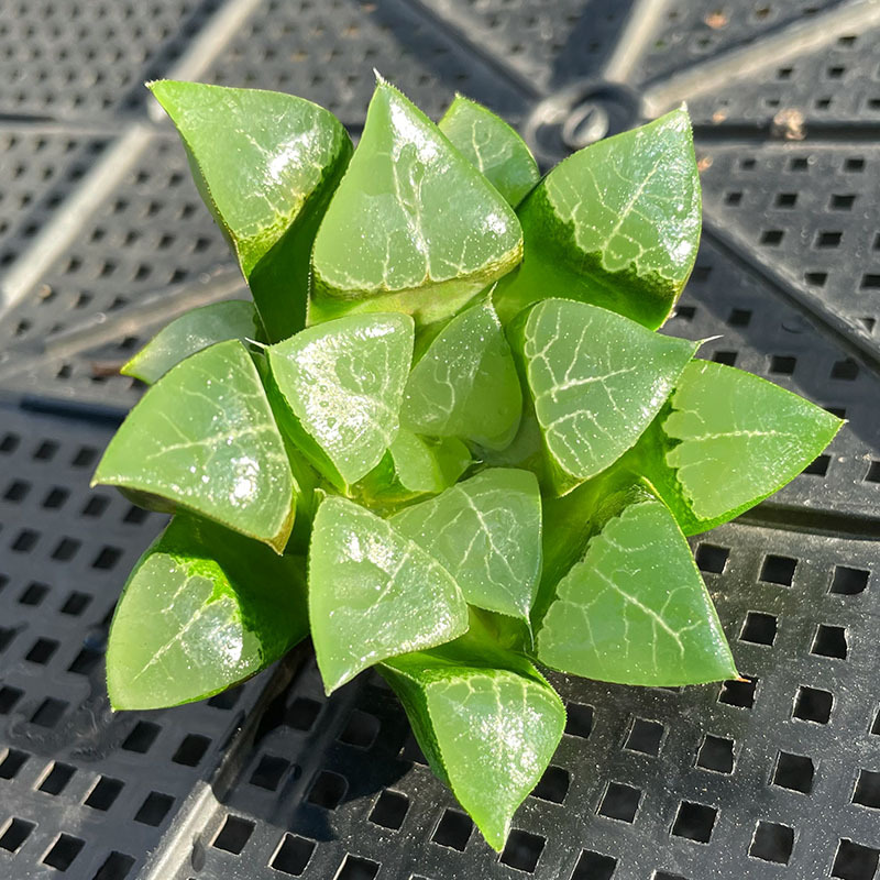 모래 용의 수명은 6-7cm입니다(베어 루트와 함께 배송됨).