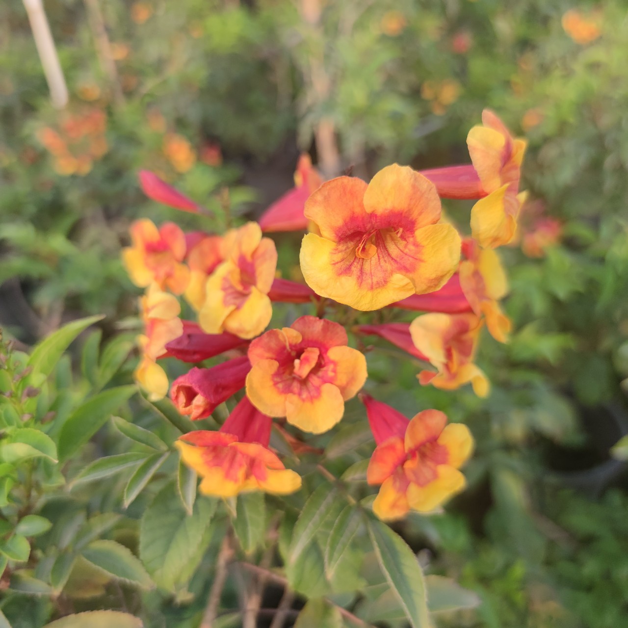 橙钟花红钟花黄钟花多年观花盆花别墅阳台花园耐修剪植物-阿里巴巴