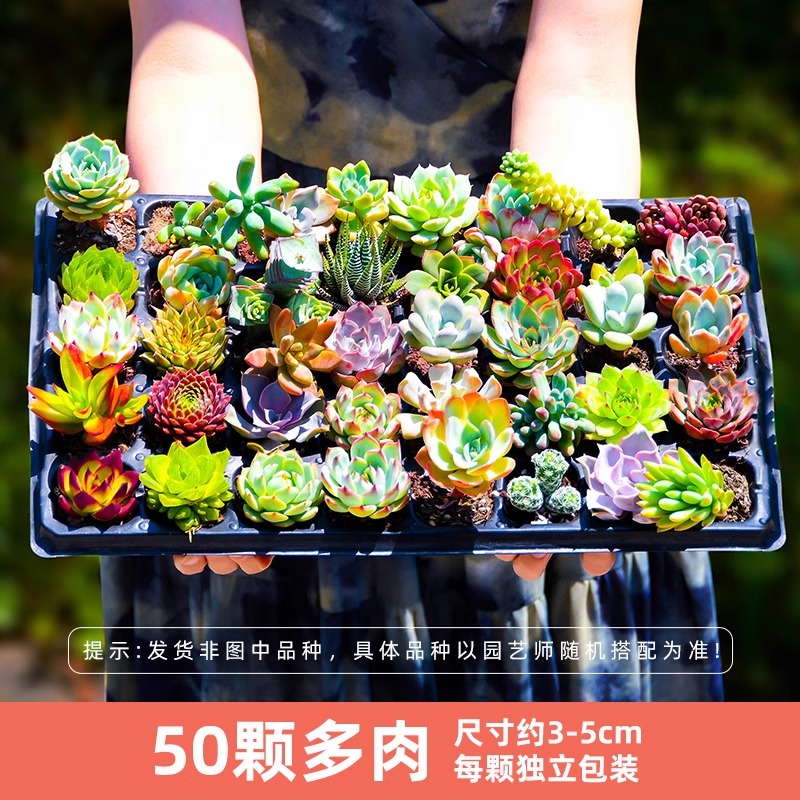 엄선된 다육식물 50종 [종류는 랜덤이며, 하나하나 다릅니다]