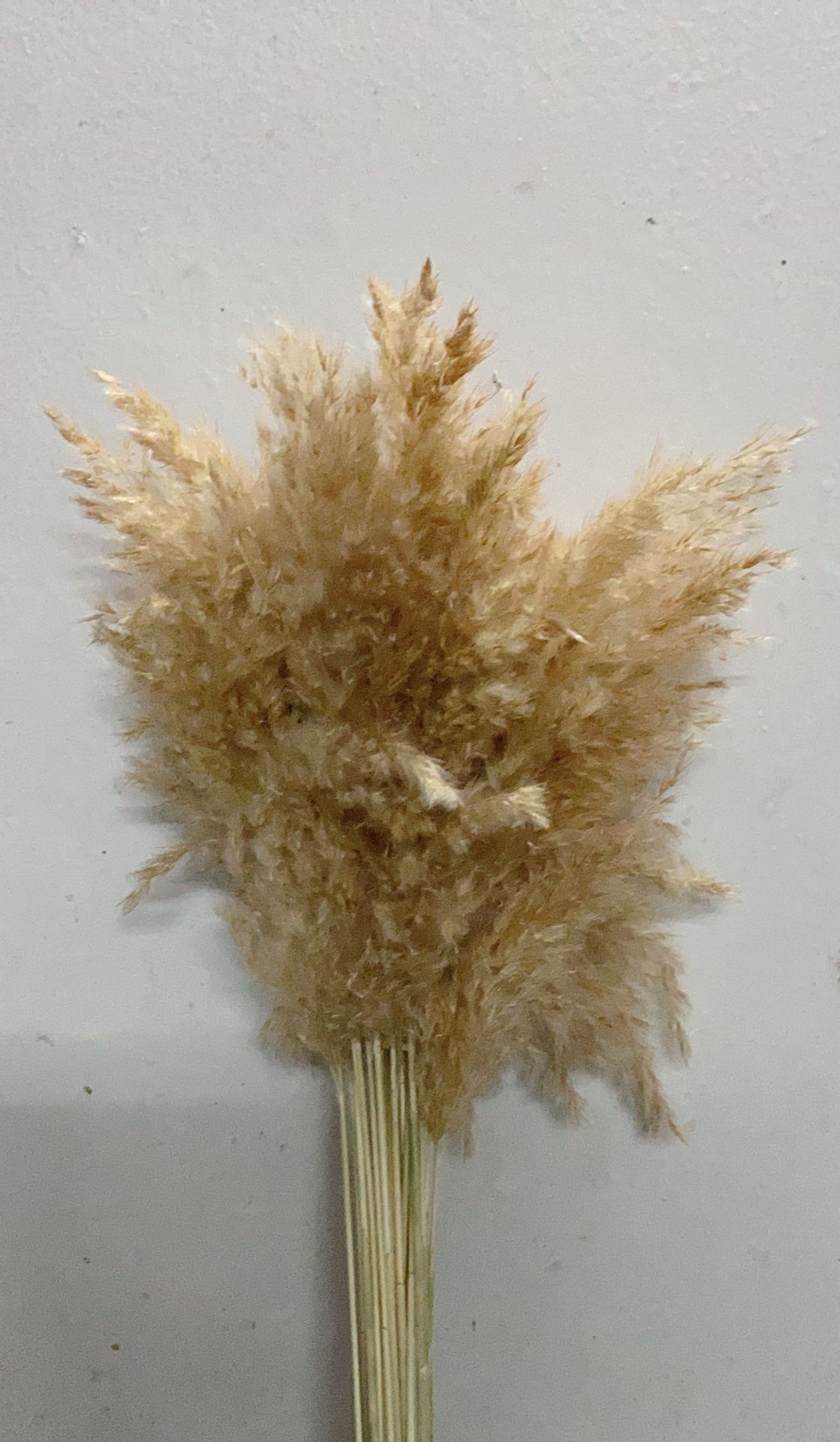 샴페인 갈대 10 개