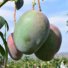 爆甜攀枝花大芒果当季凯特当季彩虹芒应季芒果批发凯特整箱