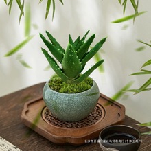 芦荟不夜城小盆栽办公室四季好养活迷你植物桌面室内多肉小绿植