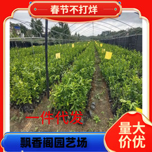 �������lɰ�ǽ��������o��ɰ������ɳ�ǽ��������箔��Y��