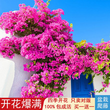 ����÷����������Ի����^��ֲ���҃��̨ͥԺ���ٴ��z�ļ����_��